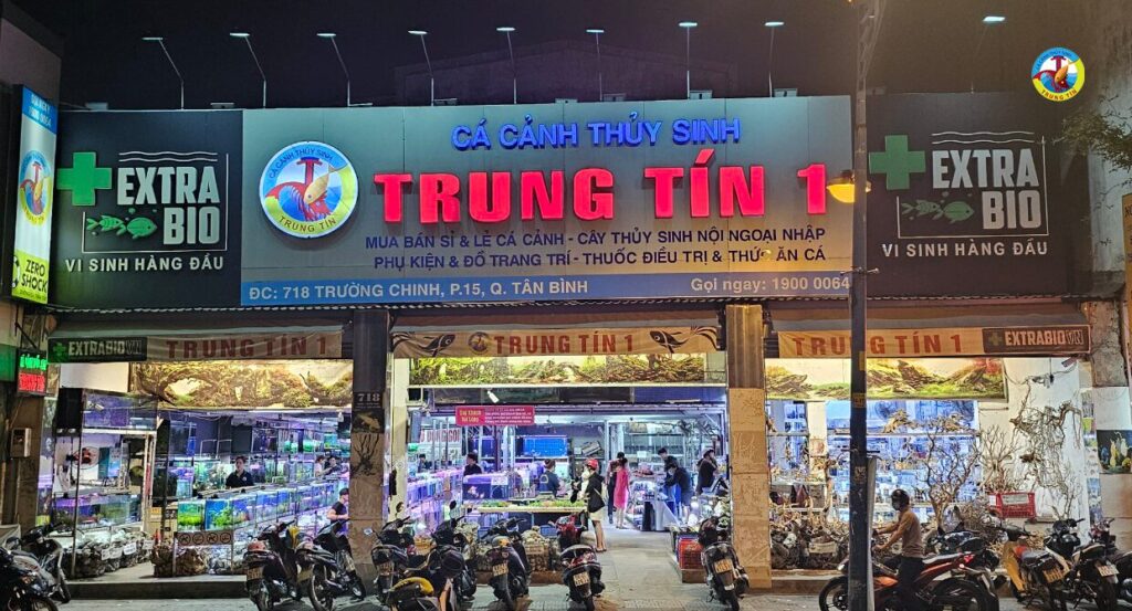 Cá cảnh thuỷ sinh trung tín 1