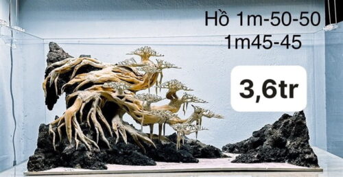 Layout Bonsai bám đá 1m-50-50