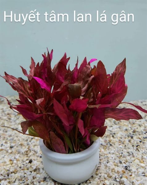 Cây Huyết Tâm Lan Lá Gân Trắng