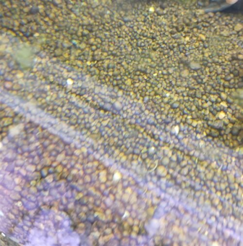 sỏi suối nâu 1kg