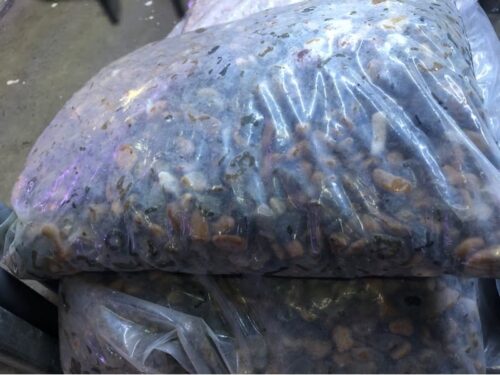 Sạn biển bao size S