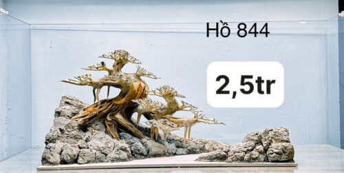 Layout bonsai thường 844