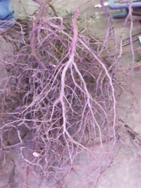 LŨA SƠN LIỄU - kg