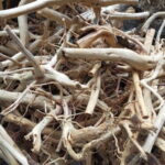 cách xử lý lũa thủy sinh bể cá