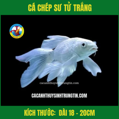 Cá Chép Sư Tử Trắng 18-20cm