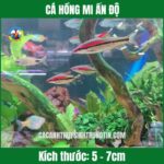 CÁ HỒNG MI ẤN ĐỘ