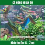 CÁ HỒNG MI ẤN ĐỘ