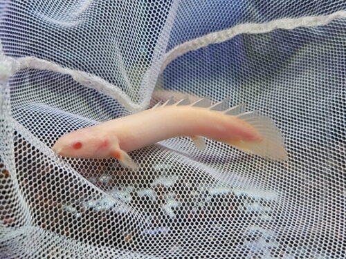 Khủng Long Abino - 100.000