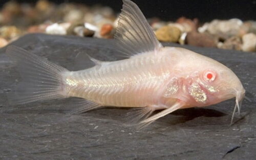 Cá Chuột Trắng Albino