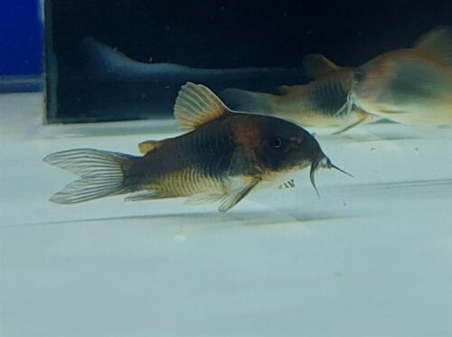 Cá Chuột Venezuela