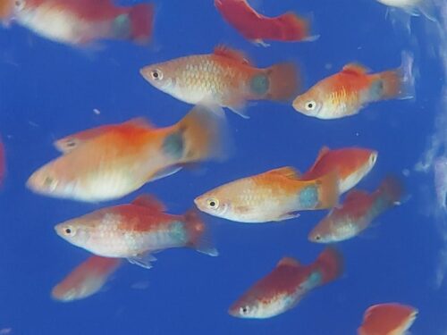 Hạt Lựu Cối 10000