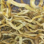 cách xử lý lũa thủy sinh bể cá