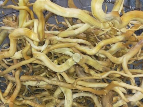 cách xử lý lũa thủy sinh bể cá