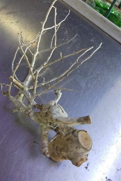 LŨA SAN ĐÁ TRẮNG