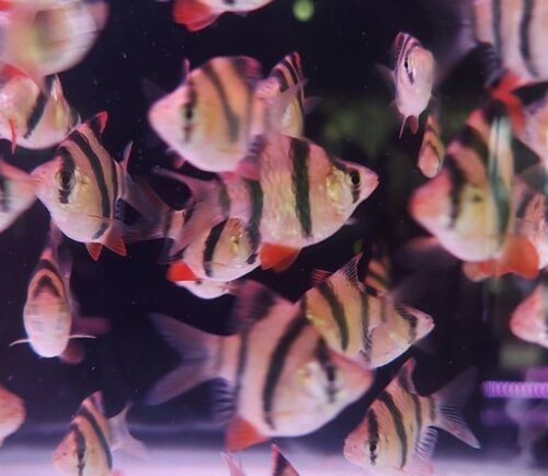 XÊ CAN SHORT 20.000