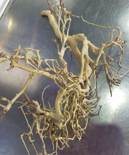 LŨA XƯƠNG CHÙM 500.000/kg