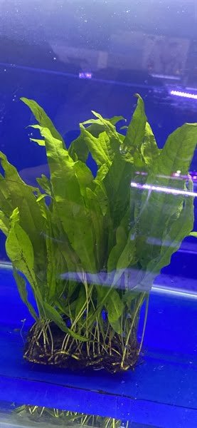 Dương xỉ Java - vỉ