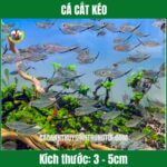 cá cắt kéo-moenkhausia-costae