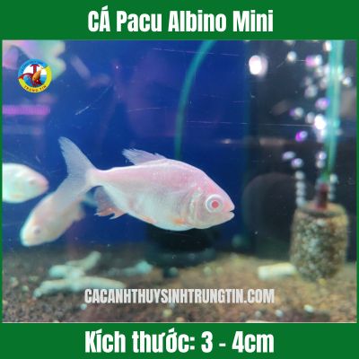 CÁ Pacu Albino Mini