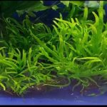 cay-duong-xi-trident