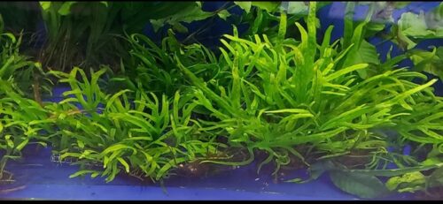 cay-duong-xi-trident