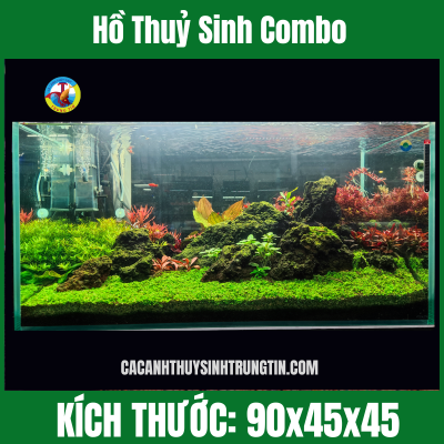hồ thuỷ sinh combo
