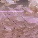 cá cắt kéo-moenkhausia-costae