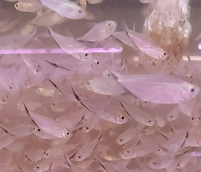 cá cắt kéo-moenkhausia-costae