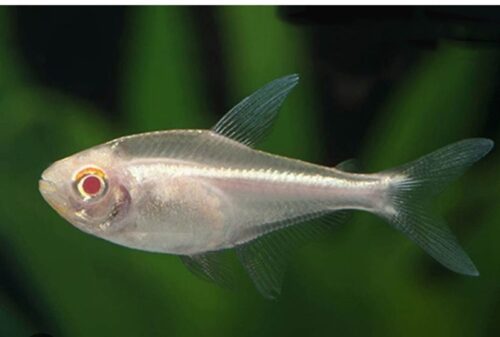 ca-neon-abino-mat-do