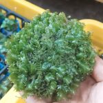 reu-phuong-vi-dai-tron