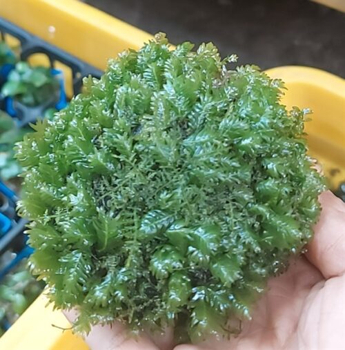 reu-phuong-vi-dai-tron