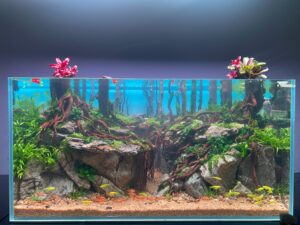 ho-thuy-sinh-layout-rung