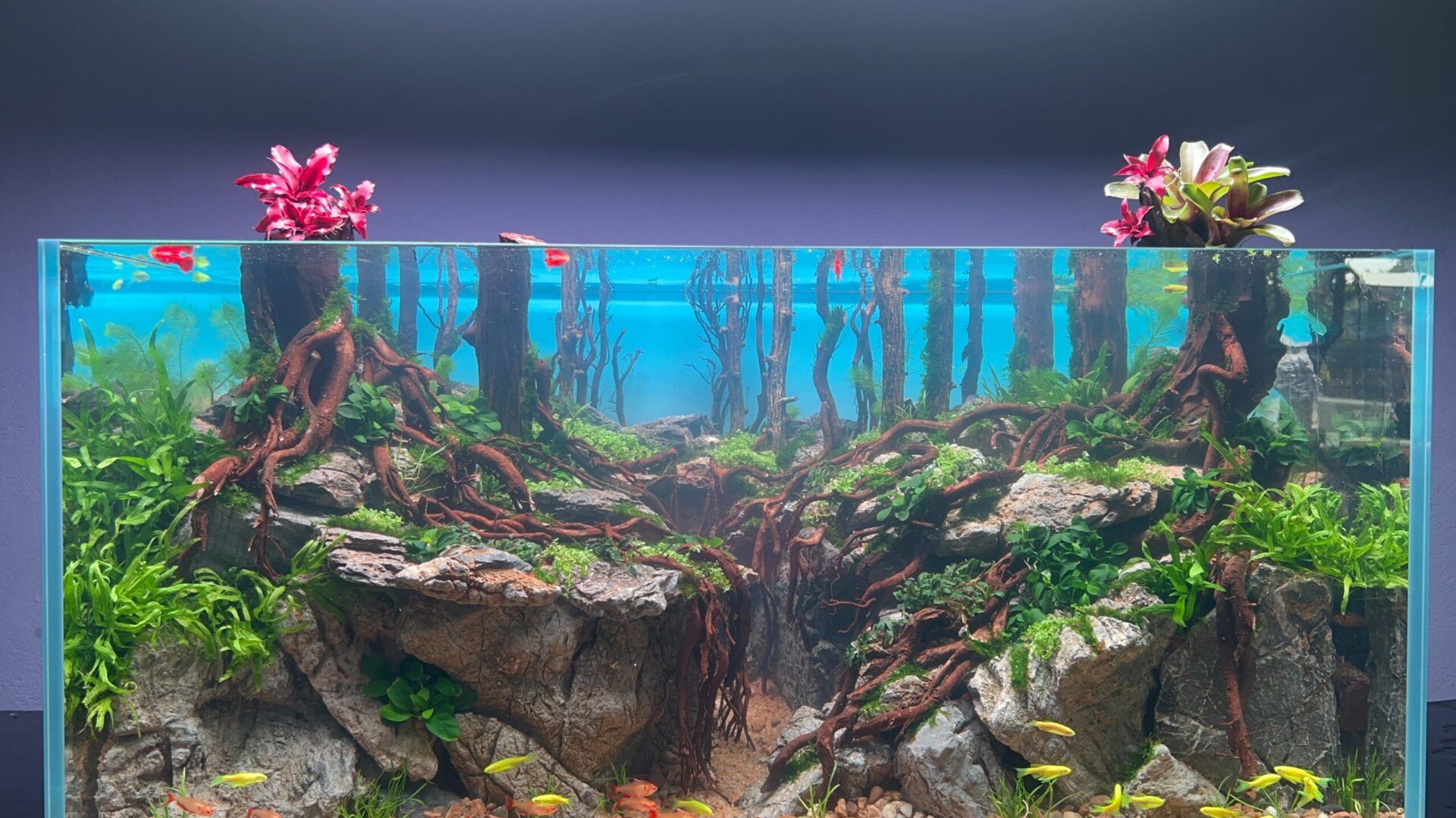 Bế Cá Cảnh Trong Tiếng Anh Được Gọi Là Gì?