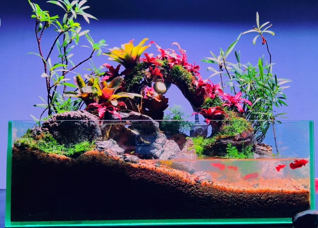 hồ paludarium