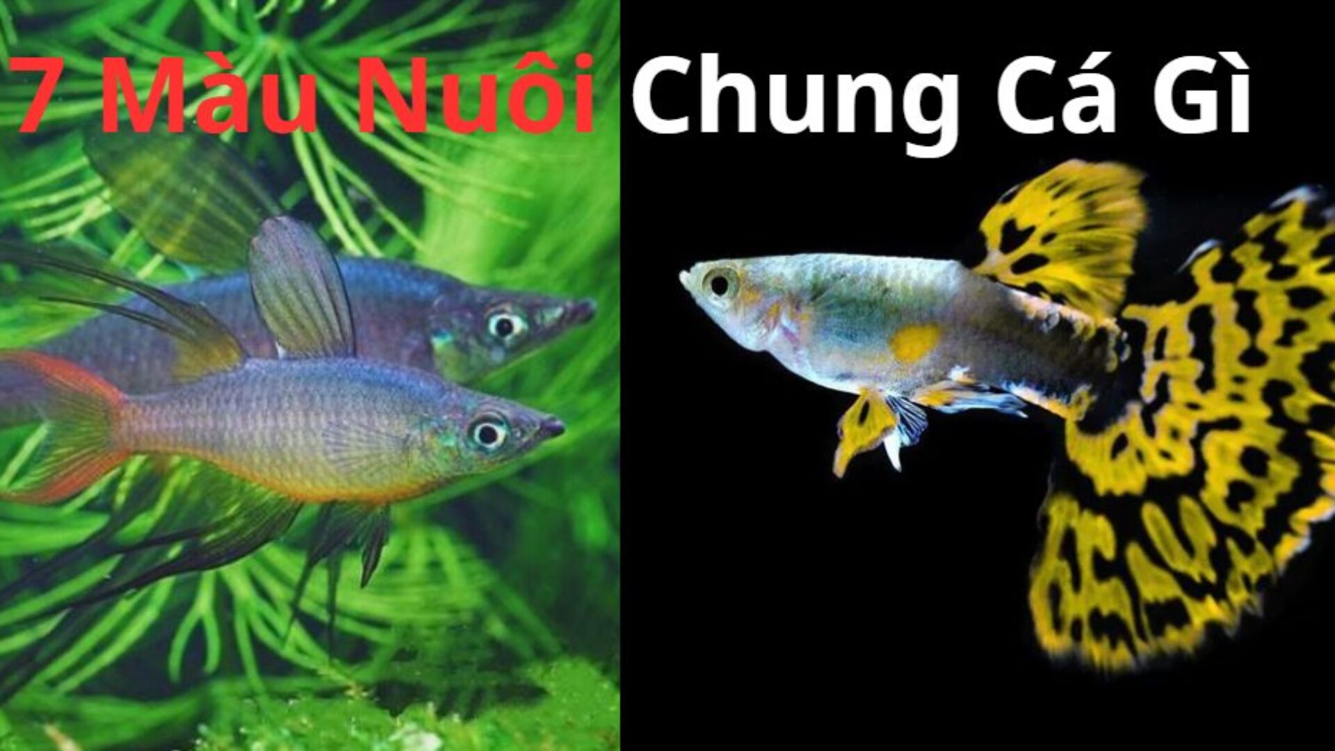 Nuôi Chung Cá 7 Màu Với Cá Gì?