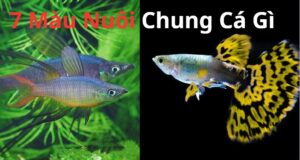 nuôi chung cá 7 màu