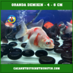 Ba đuôi oranda demikin
