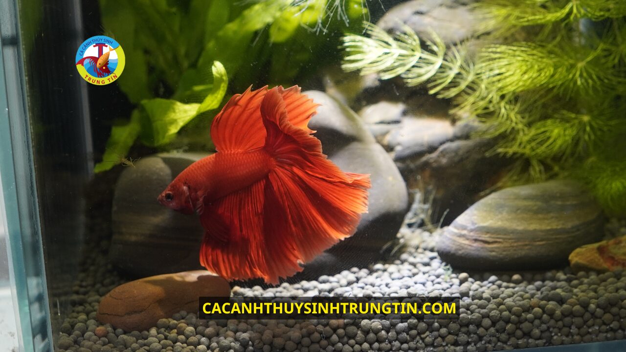 Cá Betta