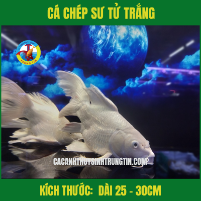 Cá Chép Sư Tử Trắng