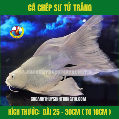 Cá Chép Sư Tử Trắng Max Size