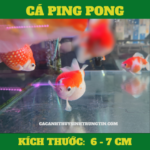 ca-ping-pong