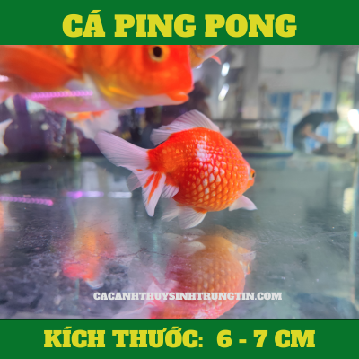 ca-ping-pong