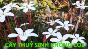 cây thuỷ sinh không cần co2