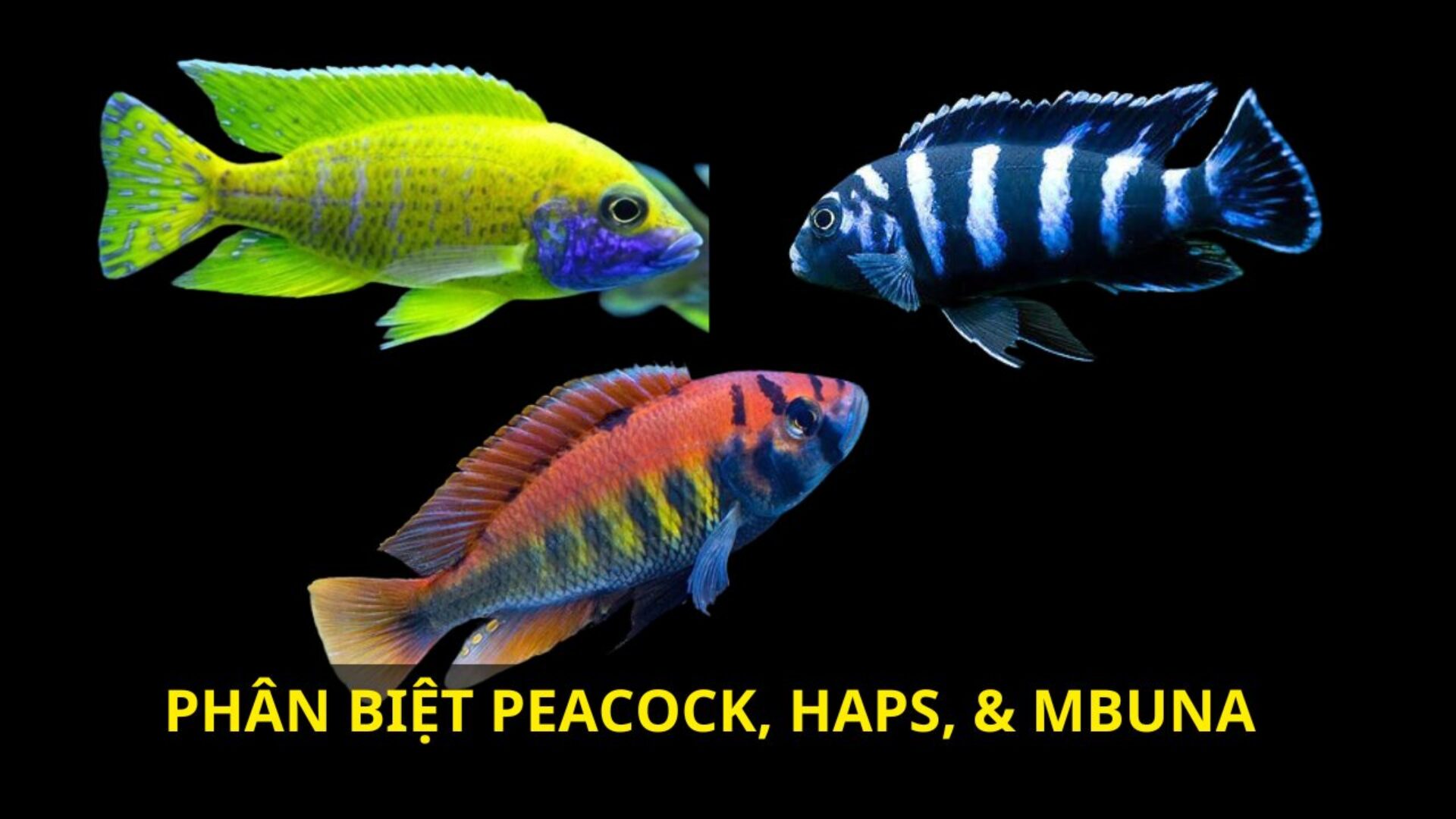 Cách Phân Biệt Cá Ali Peacock – Haps – Mbuna