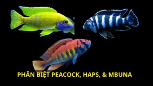 PHÂN BIỆT PEACOCK, HAPS, & MBUNA