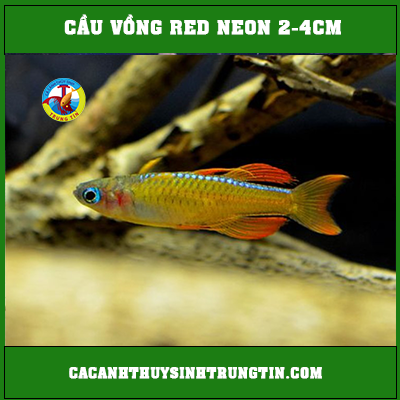 cá cầu vồng red neon