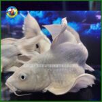 cá chép sư tử trắng max size