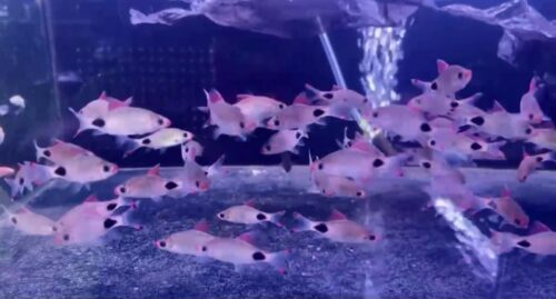 cá hồng mi bóng đêm