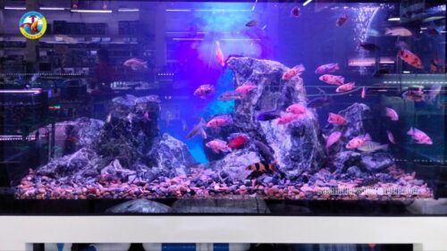 hồ ali setup sẵn