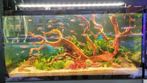 hồ thạch mỹ nhân